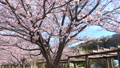 히지카와 친수공원의 벚꽃 가나가와현 후지사와시 오오야마 88699981