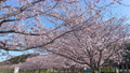 히지카와 친수공원의 벚꽃 가나가와현 후지사와시 오오야마 88699982