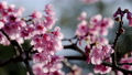 Beautiful spring pink flowers blooming 88714396