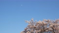 月と桜 88734152