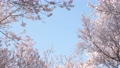 桜の中の空 88734153