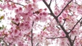 ピンクの桜 88772744