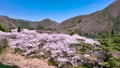 大野ダム満開の桜と美しいダム湖をドローンで空撮 88782842
