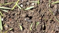 Working ants (Formica japonica) 88877263