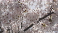 Beauty sakura cherry blossom with sunlight 88881058