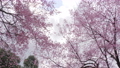 Low Angle of cherry blossom tree at park in spring 88881062