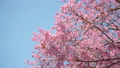 Pink cherry blossom on blue sky background with copy space 88881070