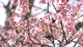 Beautiful pink cherry blossom with sunlight 88881073
