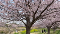 히지카와 친수공원의 벚꽃 가나가와현 후지사와시 오오야마 88895845