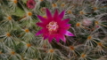 mammillaria bombycina Cactus Flower Blossom on dark background 88983476
