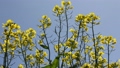 Rape blossoms swaying in the wind 88988552