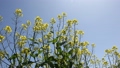 Rape blossoms swaying in the wind 88988554
