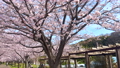 히지카와 친수공원의 벚꽃 가나가와현 후지사와시 오오야마 89046937
