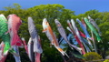 白旗神社の鯉のぼり　神奈川県藤沢市 89124509
