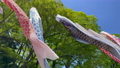 白旗神社の鯉のぼり　神奈川県藤沢市 89124510