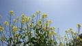 Rape blossoms swaying in the wind 89156513