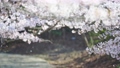 桜　花びら散る 89504475