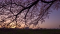 夕焼け空と満開の桜 89534122