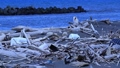 浮木和沙灘塑料垃圾 89710255