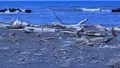 浮木和沙灘塑料垃圾 89710257