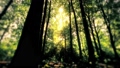morning in a forest slow motion 89792755