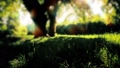 morning in a forest slow motion 89792759
