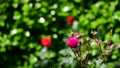 香りの良い濃いピンクのバラ、薔薇、新緑、光、風、花、家庭園芸、背景イメージ素材、5月 89808705