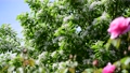 ナンジャモンジャノキ白い花満開。ヒトツバタゴ。手前は、薔薇。新緑、イメージ素材。5月 89809046
