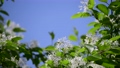 ナンジャモンジャノキ。満開の白い花から、垣間見える青い空。ヒトツバタゴ、新緑、イメージ素材。5月 89809047