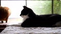 くつろぐ黒白猫の向こうで、毛繕いしたりしているキジトラ猫。少しダイエットを。季節新緑。猫イメージ素材 89811363