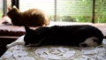 まったりと寝そべっている黒白猫、窓辺のキジトラ猫は、そよ風が気持ちよさげ。季節新緑。猫イメージ素材 89811365