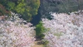 桜　亀鶴公園(香川県さぬき市) 89958383