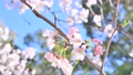春の桜イメージ。花、満開、つぼみ、淡いピンク色のさくら、サクラ。 90250082