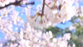 春の桜イメージ。花、満開、つぼみ、淡いピンク色のさくら、サクラ。 90250084