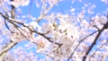 春の桜イメージ。花、満開、つぼみ、淡いピンク色のさくら、サクラ。 90250086