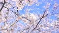 春の桜イメージ。花、満開、つぼみ、淡いピンク色のさくら、サクラ。 90250087