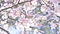春の桜イメージ。花、満開、つぼみ、淡いピンク色のさくら、サクラ。 90250088