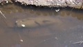 池の中にいる大きなオタマジャクシ 90269526
