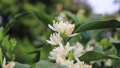 It is a citrus field where citrus flowers, tangerines, flowers, buds, blossoms, bloom, fruits, and citrus flowers bloom. 90271512