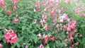Cherry sage, flowers, blossoms, cherry sage flowers bloomed beautifully. 90271515