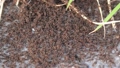 Ants, insects, bugs, and swarms of ants are working hard. 90271516