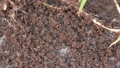 Ants, insects, bugs, and swarms of ants are working hard. 90271517
