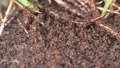 Ants, insects, bugs, and swarms of ants are working hard. 90271519