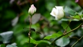 薔薇の蕾の茎にしがみついている、コシアキトンボのメス。風はそよそよ。5月。昆虫イメージ素材 90301743
