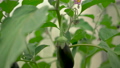 Close up of harvesting eggplant grown in a greenhouse. 90357707