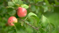 Close up of apple tree branch with red apples. 90357711