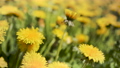 Yellow dandelions on green sunny meadow. 90358368