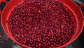 Red cherries coffee beans wet process 90368143