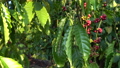 Coffee beans ripening, fresh coffee,red berry branch, industry agriculture on tre 90368188