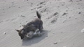 砂浜で遊ぶ犬 90638501